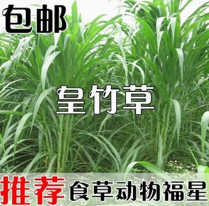 四季新型皇竹草子种孑多年生种子 黄竹草种巨菌草种养殖畜牧草