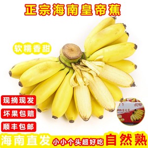 【精品】海南皇帝蕉小香蕉9斤水果新鲜进口品种香焦帝皇蕉蕉甜