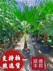 耐寒蒲葵植物棕榈科树扇叶室内外绿植四季长青大型观叶好养活网红