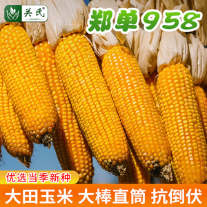 郑单958玉米种籽杂交种孑大田饲料粮食大棒甜糯水果玉米种子大全