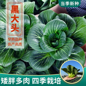 黑大头菜种子苏州青上海青四季蔬菜种孑青菜种籽黑叶青梗菜种子