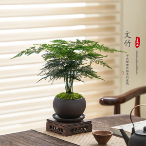 文竹盆栽植物室内桌面禅意好养迷你创意小盆景办公室四季绿植摆件