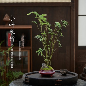红观音竹米竹绿植盆栽复古中古中式摆件客厅室内桌面盆景四季常青