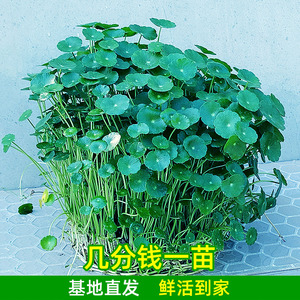 铜钱草观叶绿植盆栽花卉养鱼缸水草水培吸甲醛阳台书房客厅庭院内