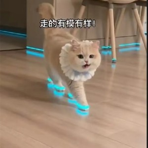 猫咪发光鞋玩具狗狗鞋宠物宝宝鞋子夜光儿童玩具夜间拍视频配饰用