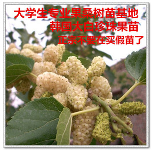 韩国大白珍珠桑葚树苗果桑苗当年结果采摘盆栽果园四季占地果树苗