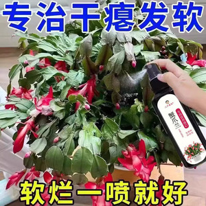 蟹爪兰专用肥营养液急救发蔫软烂黄叶壮根液体肥通用型促开花爆盆