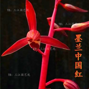墨兰中国红兰花浓香好养正格红花室内客厅庭院绿植盆栽花卉美观