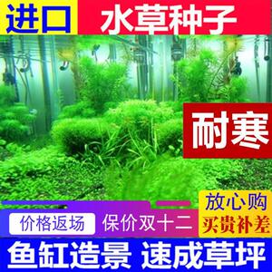 鱼塘鱼缸内水草种籽水生四季小型耐寒根水下春季籽植物种植家用矮