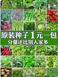 四季蔬菜种子菜种籽菜园盆栽小白菜辣椒黄瓜萝卜蔬菜种孑籽种大全