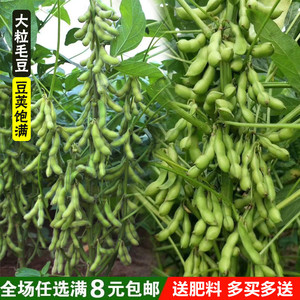 毛豆种子四季蔬果盆栽蔬菜阳台种菜高产田园家庭种植庭院菜籽易种