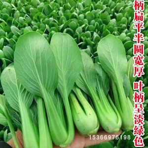 圣龙上海青种子青梗菜一号农科院四季青菜种籽高产耐热耐湿夏秋季