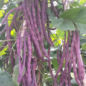秋紫豆摘不败种子春秋紫架豆角芸豆豇豆蔬菜种籽庭院栽培早熟高产
