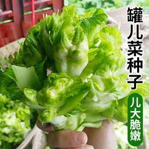 四川罐儿菜种籽罐罐菜灌儿菜大头棒菜芥菜腌菜春夏秋农家蔬菜种子