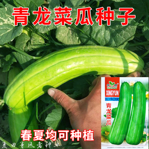 青龙菜瓜种子长圆柱形菜瓜籽青绿皮白肉清香甜美菜瓜种籽农家蔬菜