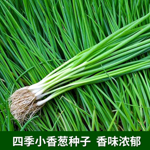 四季小香葱种子籽葱头春季葱种阳台盆栽小葱种植分葱蔬菜种籽孑子