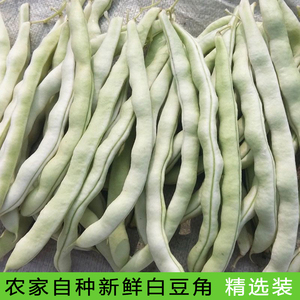 农家自种白芸豆现摘蔬菜豆角新鲜豆角白不老豆子白扁豆炖肉精选装