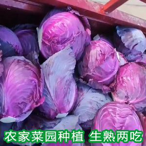 露天农家菜园紫甘蓝现割新鲜紫椰菜蔬菜沙拉菜紫包菜卷心菜红椰菜