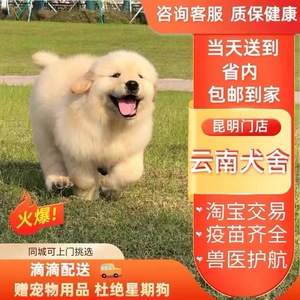 【云南犬舍】金毛幼犬赛级纯种宠物狗活幼体小狗动物的宠物训练