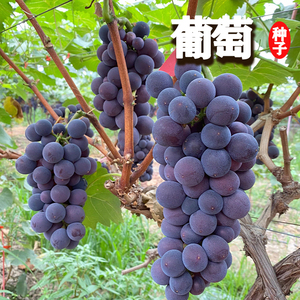 葡萄种子 蔬菜 盆栽果树阳台水果结果葡萄种子 提子种子 花卉种子