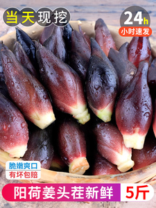 腌制阳荷姜 洋荷姜腌制野生洋河阳和洋火阳藿嫩姜5斤当季生姜