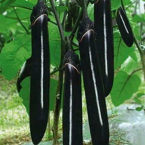 墨玉长茄种子高产黑贵人茄子种子紫黑色线茄农家田园盆栽蔬菜种子
