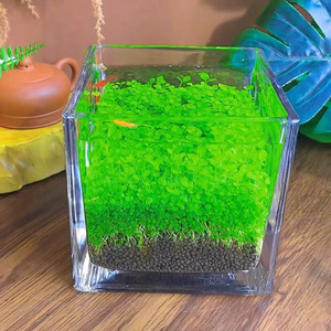 鱼缸水草种子生态玻璃瓶造景植物种籽孑水培阴性莫斯浮萍真草盆栽