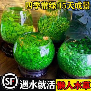 生态瓶微景观桌面水晶罐罐鱼网红diy材料鱼缸宠物发光网红斗鱼虾