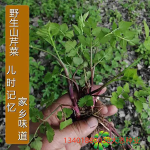 芹菜种籽野生山芹菜种子水芹菜多年生茴芹大叶芹种孑蔬菜水种