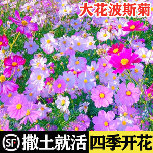 格桑花花种籽子太阳花种孑野波斯菊花草坪四季播种开花种子苗组合