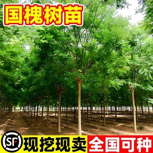 国槐树苗大型绿化速生国槐苗小苗南北方种植行道树庭院道路风景树