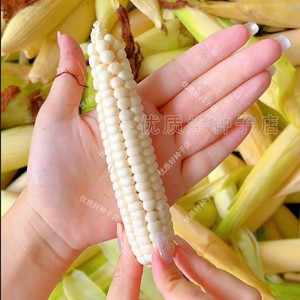 云南拇指玉米种籽甜糯水果小玉米种子高产杂交正品玉米种孑大全