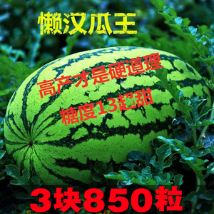 懒汉西瓜种籽早熟懒人王8424麒麟西瓜种子大全南北方庭院阳台盆栽