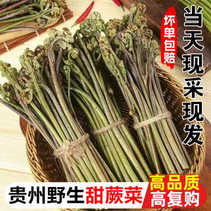 贵州蕨菜新鲜野生凉拌菜现采应季山野菜青蕨苔山撅菜下饭菜