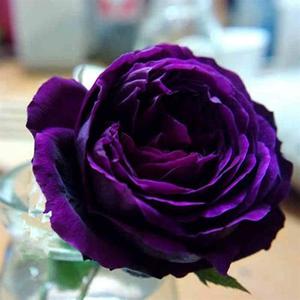 大花驱蚊香水月季玫瑰花欧月皇宫 深紫色浓香型庭院阳台盆栽对版