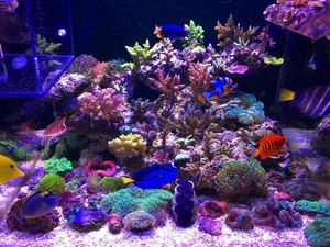 海水缸造景全套活骨架珊瑚小丑鱼专业上门定做珠三角深圳