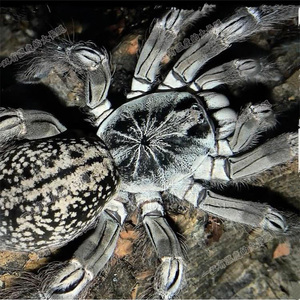 大长腿多哥星团巴布足展1-10cm另类活体树栖宠物蜘蛛白色花纹爬行