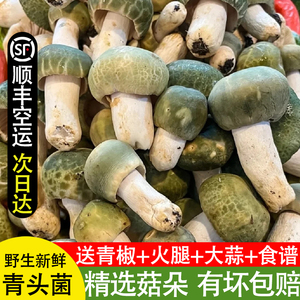 【现货】云南新鲜青头菌云南特产野生见手青食用蘑菇牛肝菌子骨朵