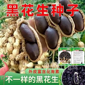 富硒黑花生种子紫皮黑皮七彩带壳花生米大粒高产优质四季蔬菜种籽