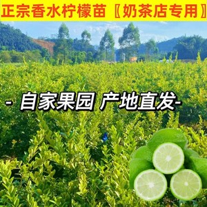 正宗广东香水柠檬树苗嫁接苗青柠檬苗奶茶店专用盆栽地栽常绿果树