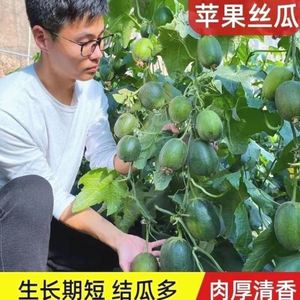 台湾苹果丝瓜种子可生吃短棒肉丝瓜菜瓜种籽高产四季盆栽蔬菜种子