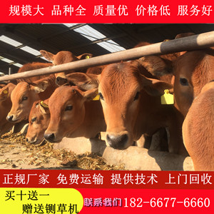 鲁西黄牛犊活牛出售小牛改良牛活苗牛崽活体小牛犊黄牛仔养殖技术