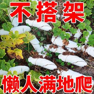 满地爬小冬瓜种子高产早熟毛节瓜节节瓜种籽四季庭院种植蔬菜种子