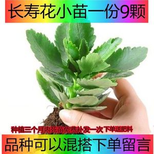 【稀有长寿花】重瓣金狐狸大朵长寿花特大彩色混色混搭易爆盆包邮