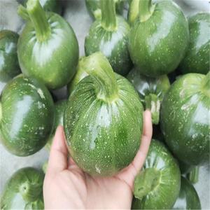 贵州平塘农家新鲜蔬菜自种嫩南瓜绿皮迷你小南瓜仔青菜瓜