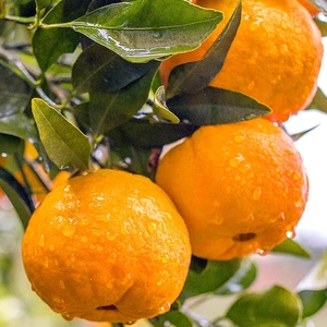 湘西椪柑桔子5斤大果新鲜水果柑橘橙芦柑砂糖甜蜜橘子整箱10