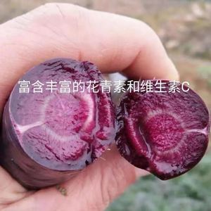 紫色胡萝卜种子高产有机胡萝卜籽紫皮紫心萝卜种子四季水果萝卜籽