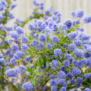 有寻植物 美洲茶蓝色海洋花卉室外庭院草本阳台多年生花期长地栽