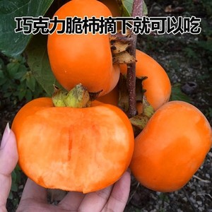 嫁接柿子苗日本无核特大脆甜柿子树苗地栽果树南北方种植当年结果
