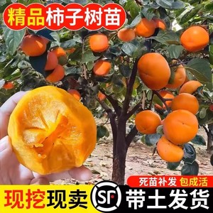 无核柿子树果苗盆栽地栽盘柿黑柿脆柿甜柿子苗树特大庭院果树火晶